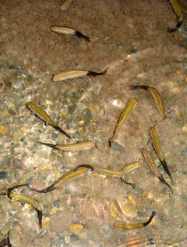 Trout Infected trout tend to swim in a corkscrew, which is why we call the disease